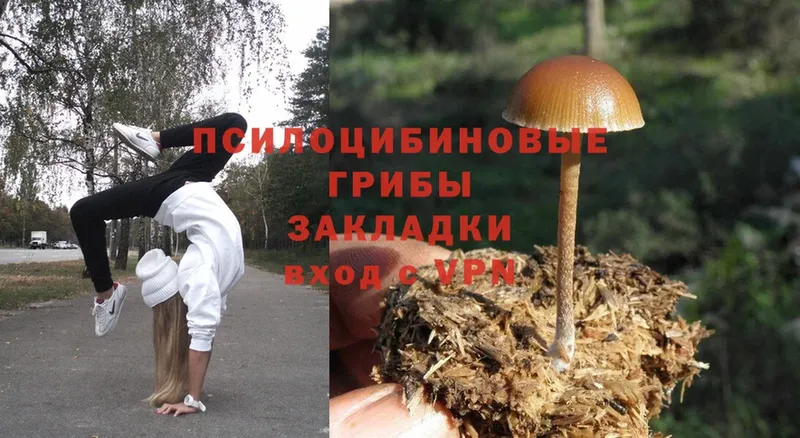 где можно купить   Зерноград  Галлюциногенные грибы MAGIC MUSHROOMS 